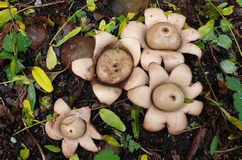 尖頂地星|Geastrum triplex(尖頂地星)